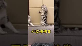 Funny Cats and Kittens Meowing Compilation Comedy  # 7 720p 30fps H264 192kbit AAC