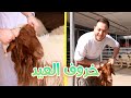 خروف العيد وأجواء المقاديد |  سند هرب !!