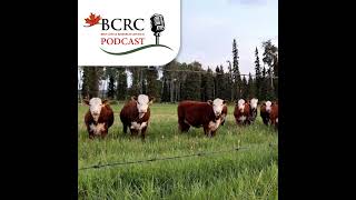 Episode 114: Selecting Replacement Heifers