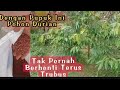 Cara Memupuk Durian Musangking//Dengan Pupuk Npk Phonska