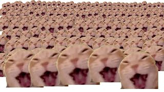 cat laughing at you x10000000