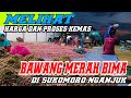 INTIP PROSES KEMAS DAN HARGA BAWANG MERAH BIMA🔴DI NGANJUK🔴🔴19 FEBRUARI 2023