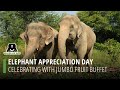 Elephant Appreciation Day: Celebrating With Jumbo Fruit Buffet!