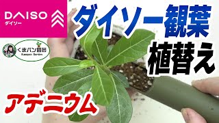 ダイソーで購入したアデニウムの植え替え・育て方 #観葉植物