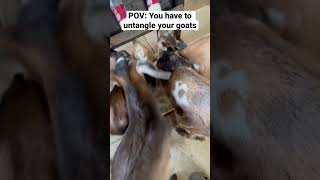 Untangling Baby Goats