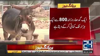 Top Donkey Countries, Pakistan Gets High Position | 24 News HD