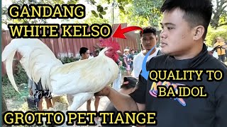 QUALITY WHITE KELSO MAGKANO NGA BA ANG HALAGA I GROTTO PET TIANGE