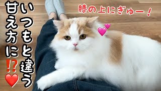 猫にモテモテになれるとバズっていたGUの服を着てみたら驚きの結果になりました！