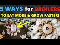 How to MAKE YOUR BROILERS EAT MORE FEEDS for  FASTER WEIGHT GAIN | How to make Broilers Grow FASTER