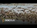 Flyways | Official Trailer | DocPlay