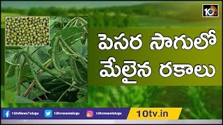 పెసర సాగులో మేలైన రకాలు | Tips for Green Gram Cultivation in Rabi Season | Matti Manishi | 10TV News