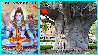 KALPAVRIKSHA: The Holy Wood of Hollywood, FL (Full Documentary)