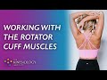 Applied Kinesiology for the Rotator Cuffs | Sports Kinesiology