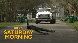 Florida community tries unique solution to peacock nuisance