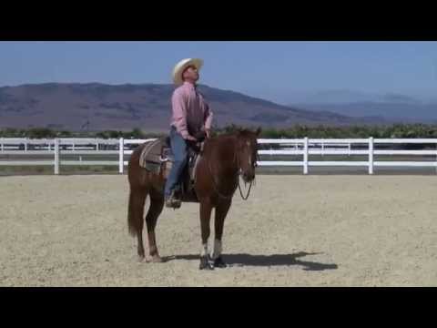 How to Get Your Horses Head Down How to Get Your Horses Head Down