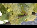 How Chardonnay is Made