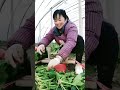 Smart Tool Packing Fresh Spinach On The Farm #short #satisfying