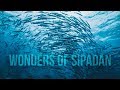 WONDERS OF SIPADAN - One of the best diving experiences in the world