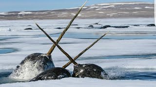 Arctic Animals In Crisis