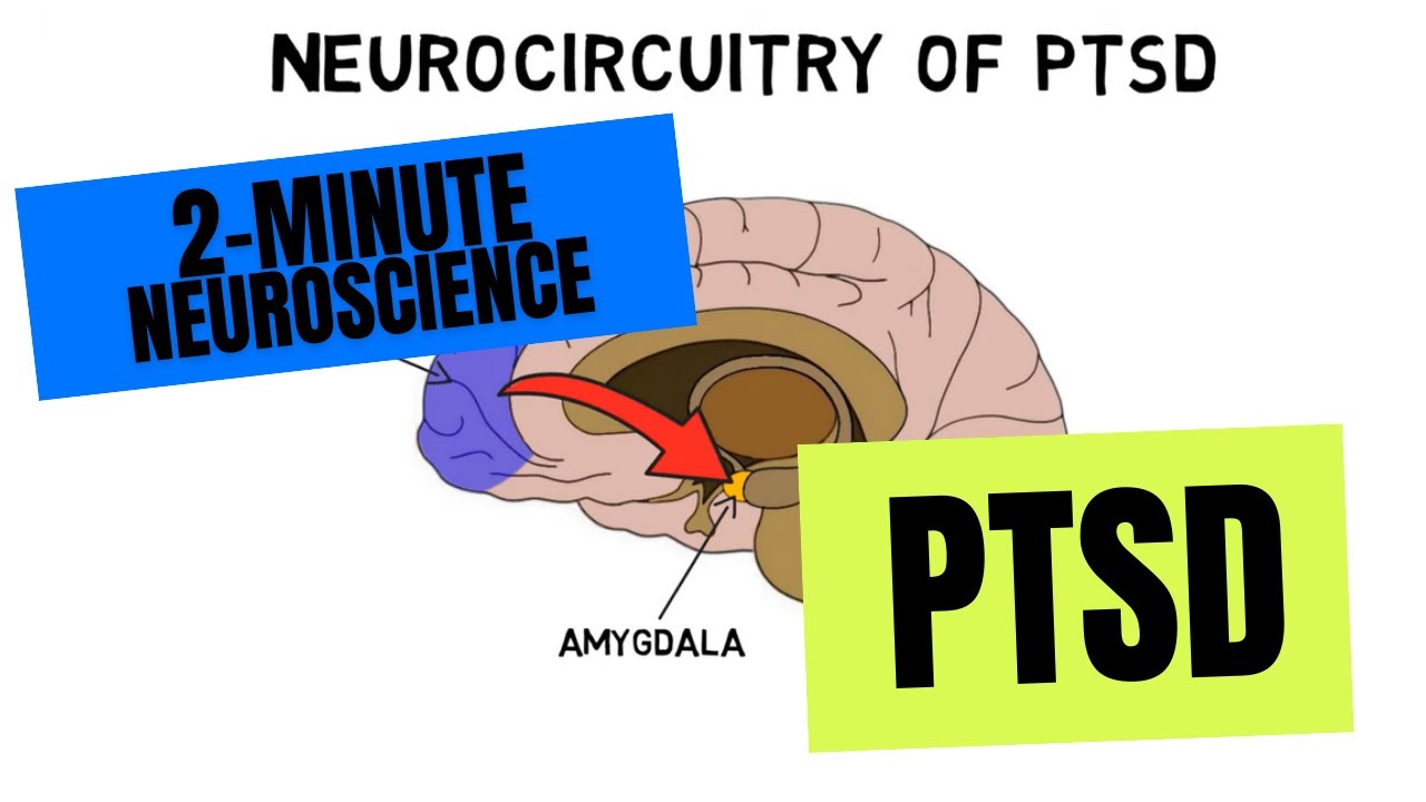 2-Minute Neuroscience: PTSD - YouTube