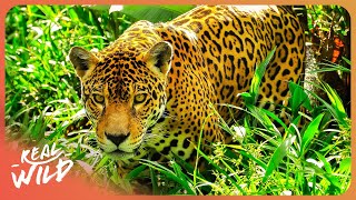 Inside The World’s Most Dangerous Animal Tracking Mission