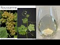 Grape Variety #33: Roussanne