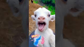 Cute baby goats 🐐 💕 #animal