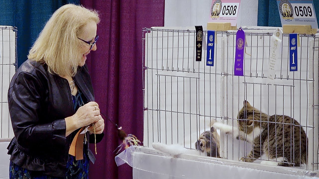 CFA International Cat Show 2018 - Exotic Kitten Best Of Breed - YouTube