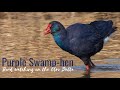 Bird watching tours | Purple Swamphen | Birding the Ebro Delta