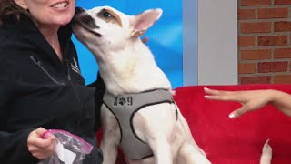 Hear why this adoptable pup is ready to be your family’s new best friend