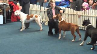 CACIB Dog Show - Arad (RO) - 2011.02.26. - Amstaff