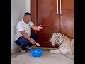 VIRAL!!! Aksi konyol ajudan pribadi kasih makan harimau 😱 #shorts