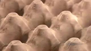 How It`s Made Moulded Pulp Containers