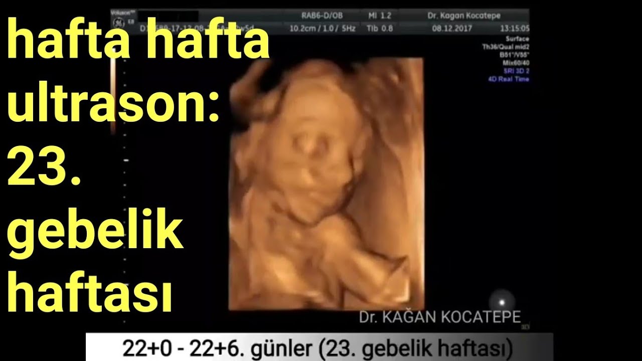 23. Gebelik Haftasında Anne Karnındaki Bebek - Açıklamalı Detaylı ...