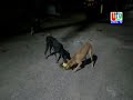 13 04 2020  UTv News Lockdown Police Officials Arrange Food For Cows & Dogs At Night Time