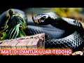 Mati Di Pantuk Ular Belalang