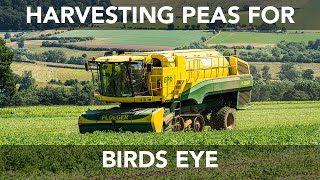 Birds Eye Pea Harvest