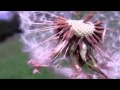 FREE HD stock footage: Dandelion in the wind (slow motion) - Free to reuse (HD)