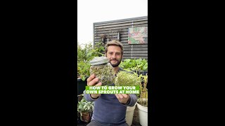 How to grow fresh & healthy sprouts at home