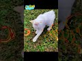 Hasil Kucing Kawin Dengan Kelinci | Hewan Salah Pergaulan