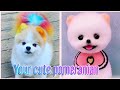 Choose your birthday month and see your cute pet (pomeranian)🤩