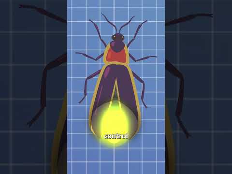 Is Firefly dangerous?