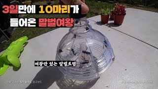 말벌트랩에 3일만에 10마리가 들어온 여왕말벌, 식충식물들 밥으로 주기