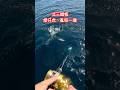 北方三島、鐵板紅魽班、遇到煙仔虎亂咬一通，海面亂亂衝⋯ #fishing #船釣 #鐵板 #煙仔虎