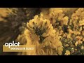 SimonShackleton, Objekt22 - Oplot (Official Video)