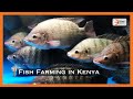 Kenya's Gold | Fish Farming in Kenya - Gold Chat [Part 1]