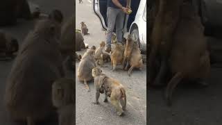 Hungry Monkey Love Mango #shorts #monkeyfeeding #youtubeshorts #pets #feedingmonkey #Monkey #pets