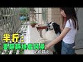 661Q：小秋和半斤在阳台看风景，回到惠州认真工作，采购材料马上做粽子