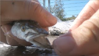 Gold Coast Land Based Fishing Ep2 - Cast Net EXTRAVAGANZA!