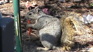 ucla squirrels are crazy